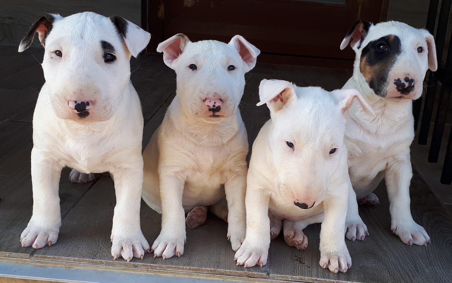 Tenkes Kapitánya Angol Bull Terrier B alom